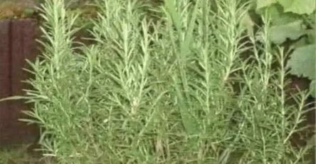 610903687 1639876747378435 7394454483820100630 n