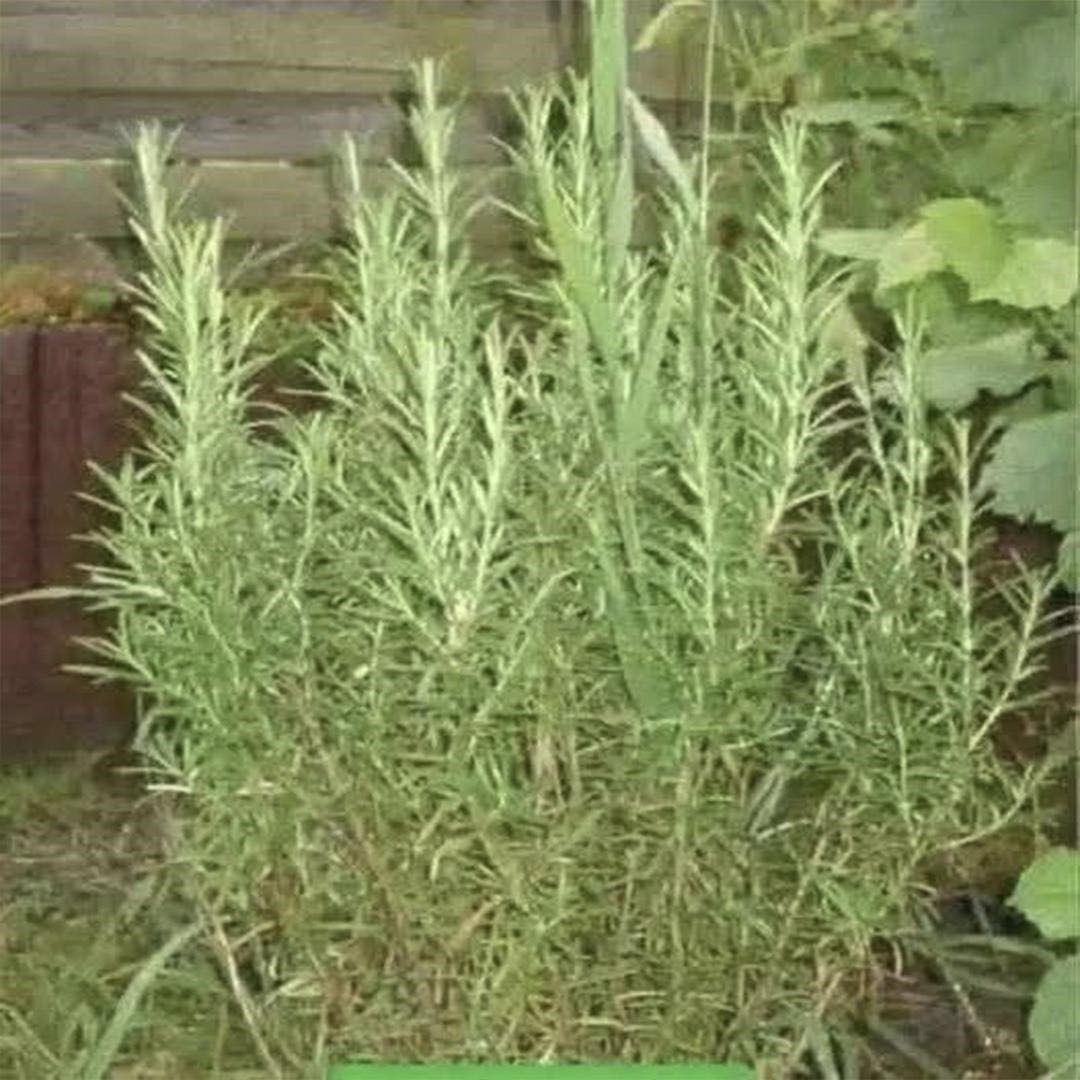 610903687 1639876747378435 7394454483820100630 n