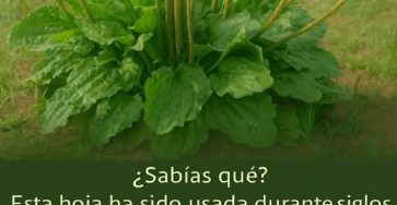 615232989 860481800124654 9084022953498352064 n