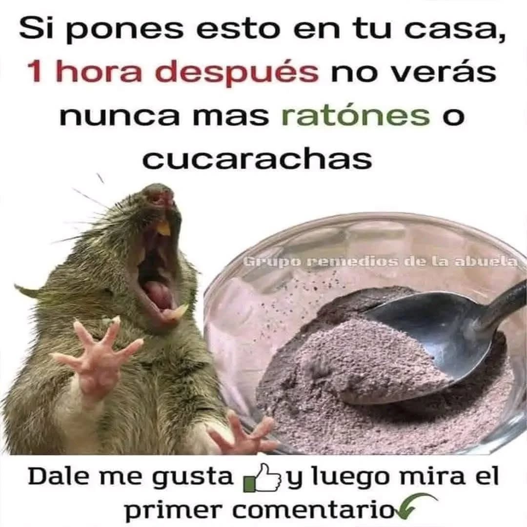 635008132 885159534285861 7095597596420466977 n