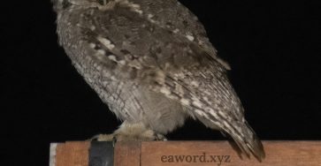 646287400 964691209567002 7420211055192517255 n