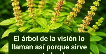 647086718 122230152848265846 8817895047036952505 n