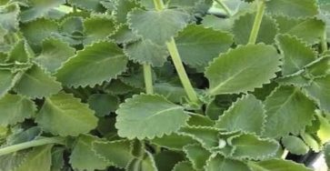 648159080 937692605409759 4157235240414574832 n