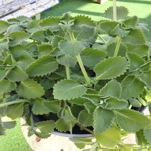 648159080 937692605409759 4157235240414574832 n