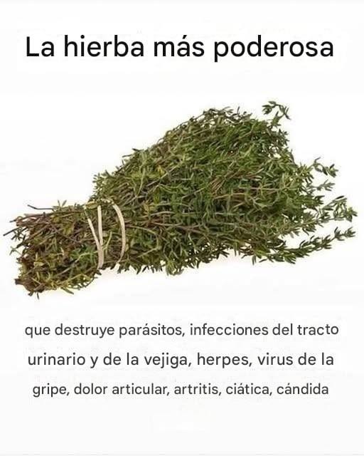 648509162 911219441893175 585465093811995020 n