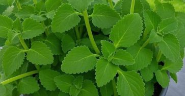 649135693 848442954879532 6014400155437083320 n