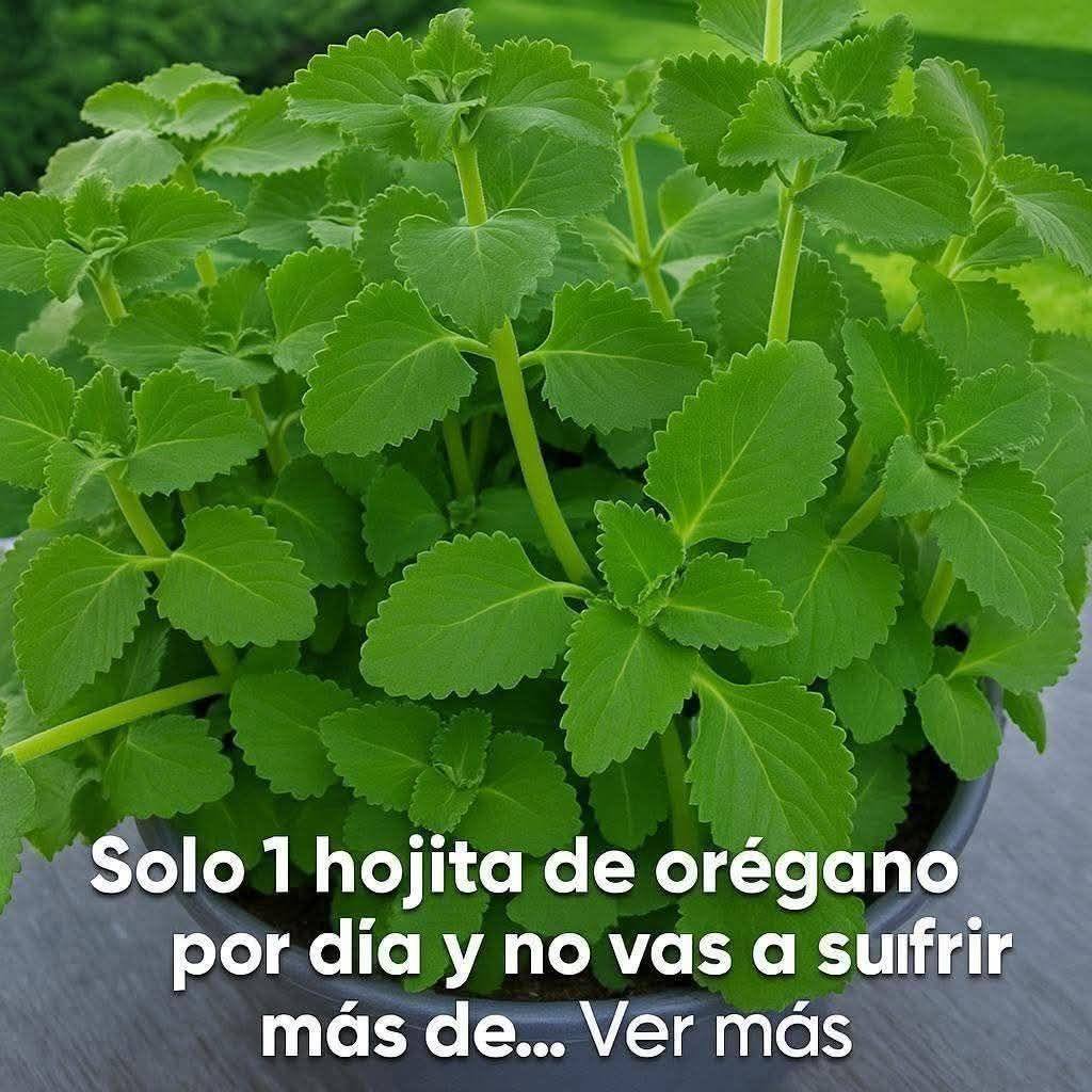 649135693 848442954879532 6014400155437083320 n