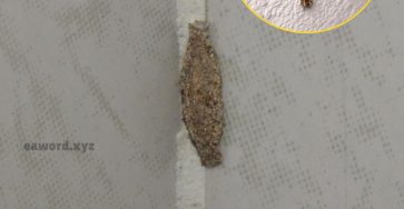 649140070 122202245168333314 5836354183286735798 n