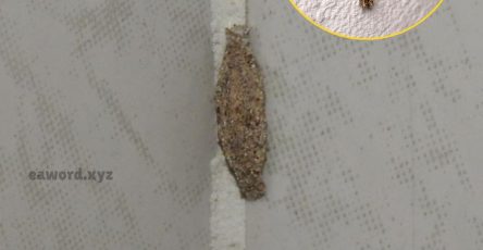 649140070 122202245168333314 5836354183286735798 n