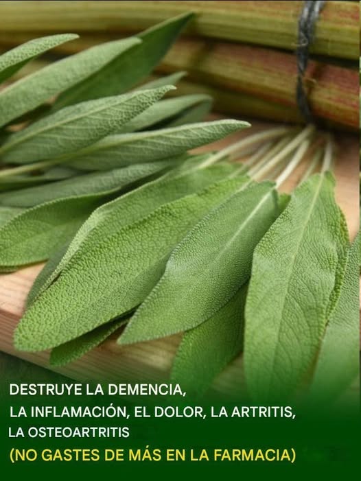 651190374 122128346205010112 1782352865537838876 n