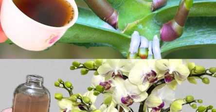 651218258 1602574067578723 7521845990271246551 n