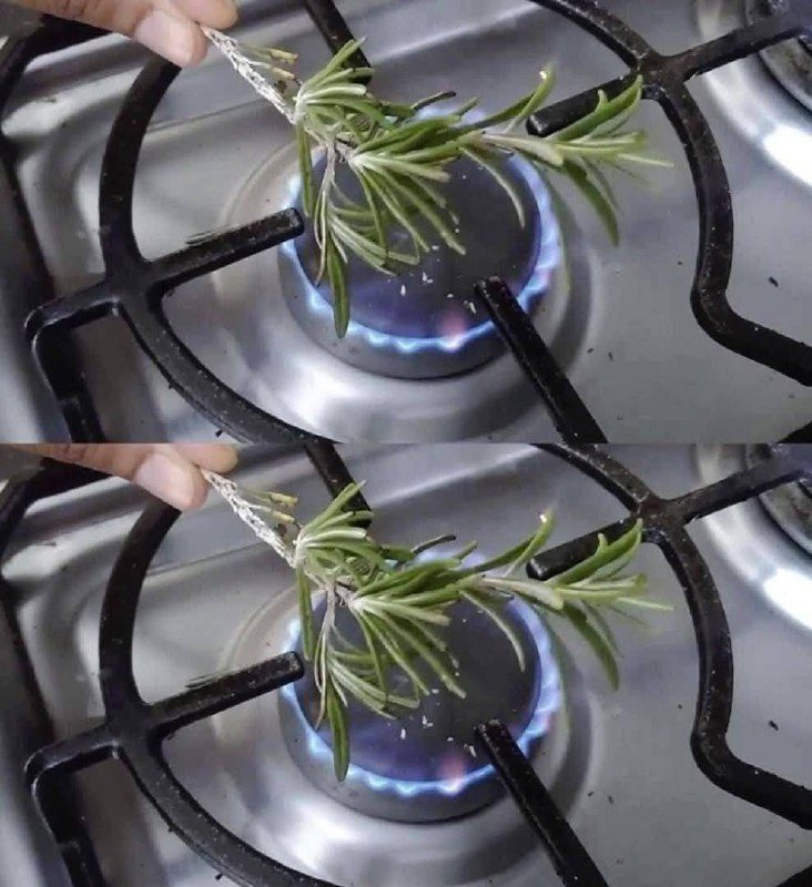 655025297 1589742415613441 3882187532514850004 n