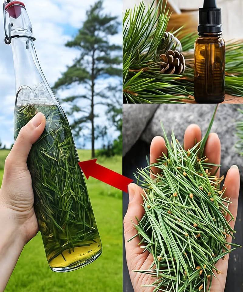 655712447 122616111002000345 7550156064559513383 n