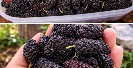 656161901 122287863536227840 5788364617771584582 n