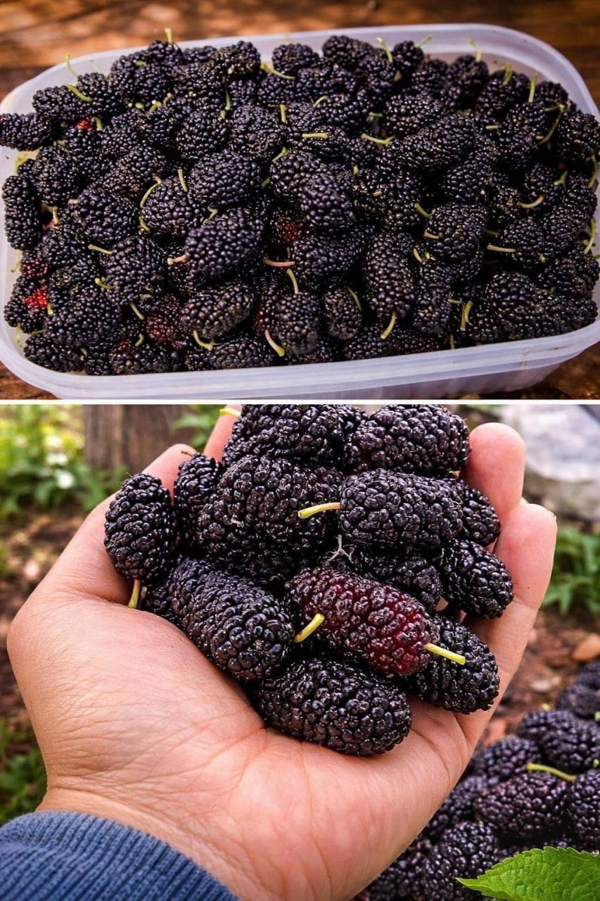 656161901 122287863536227840 5788364617771584582 n