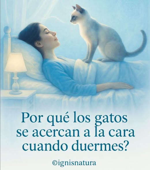 640268416 957871499911604 3315958882522118393 n