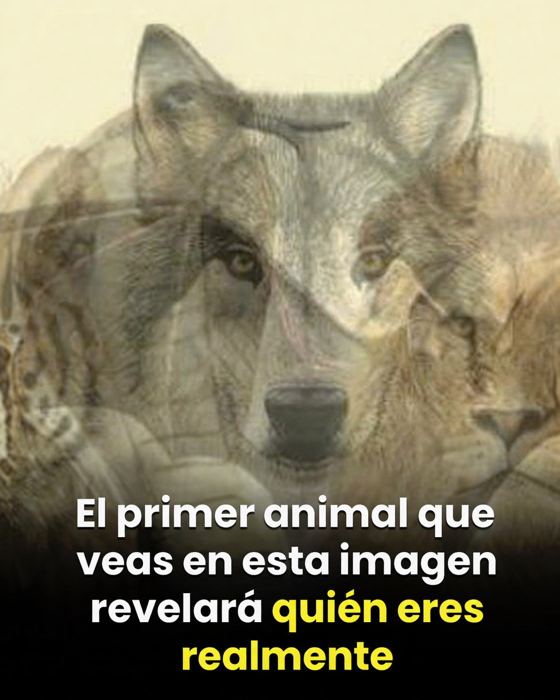 662908043 1420700009859697 7262538754127746043 n