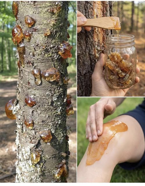 666083156 1585236469227283 736787976238009097 n