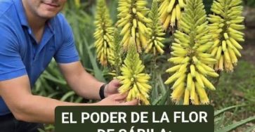 668339216 122366468258004193 4476132893909991168 n