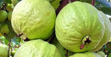 668763793 122170196762798317 7896943172624846593 n