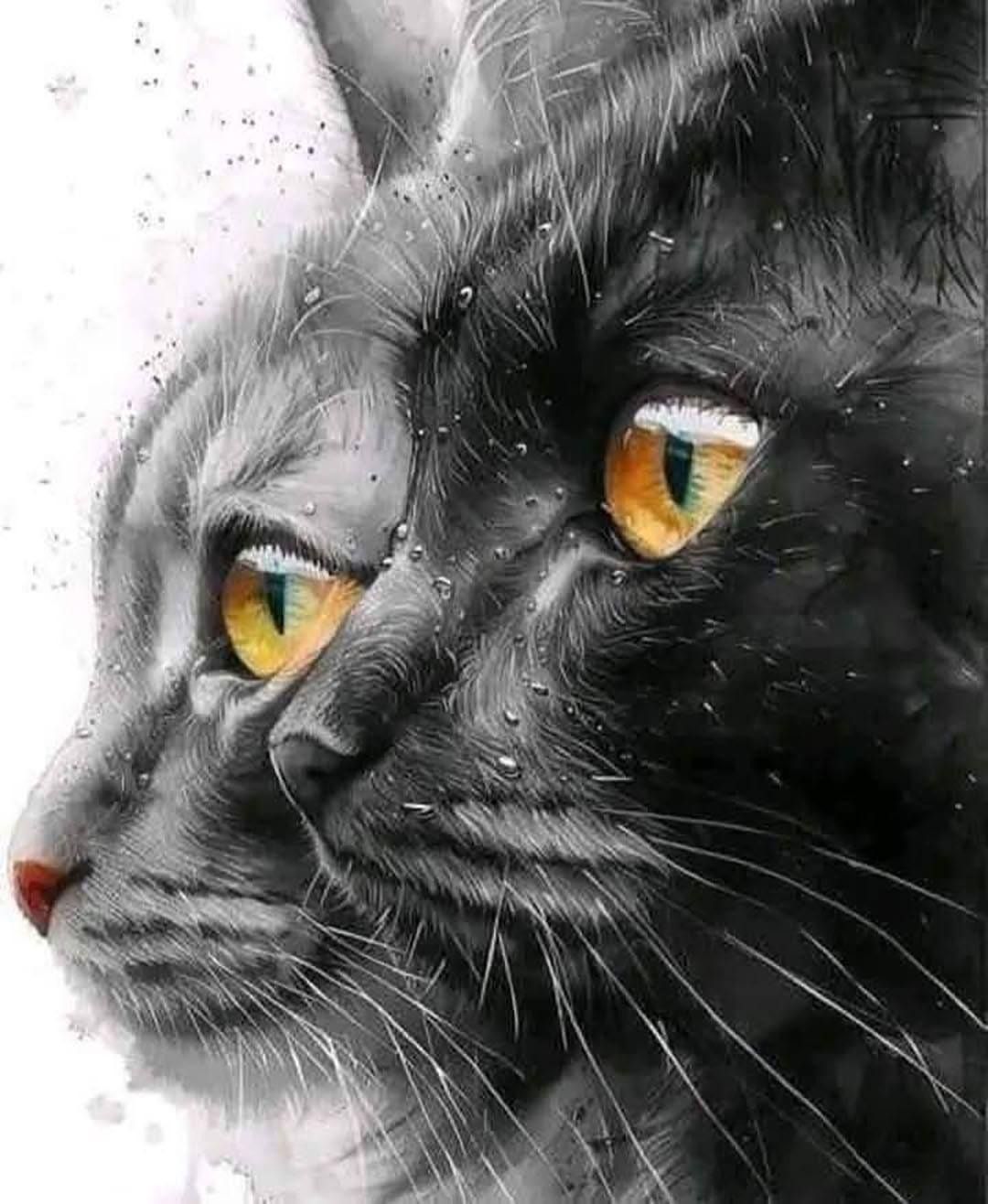 671466905 2687391931636326 6205733299592126647 n