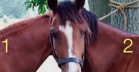 672305221 1518460846503723 8172819525238252448 n