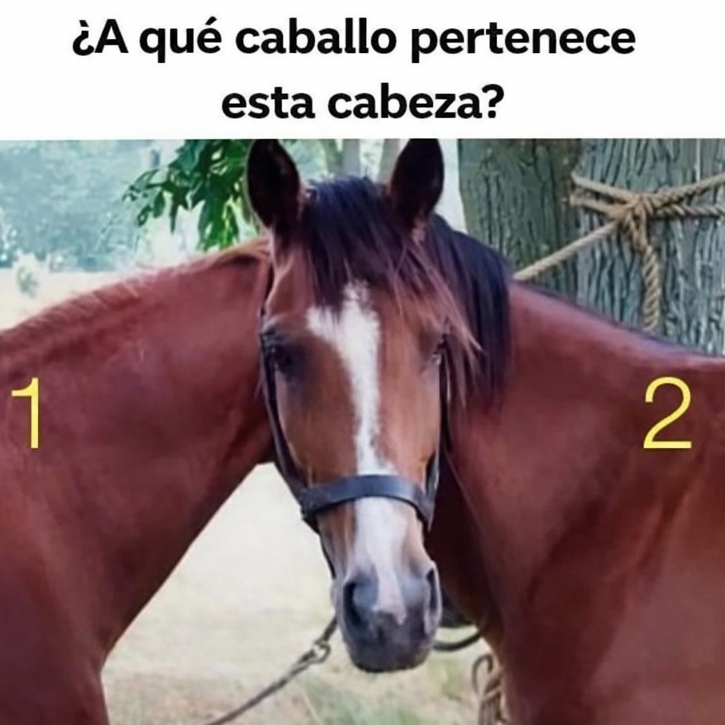 672305221 1518460846503723 8172819525238252448 n