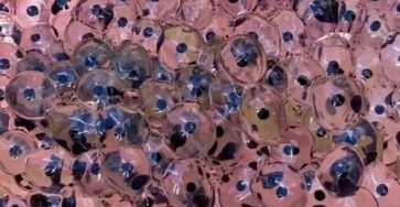 672688936 122292185492227840 7691856248580132626 n