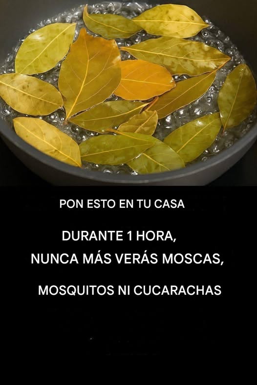 679099243 1489275672570014 8486248001987951309 n