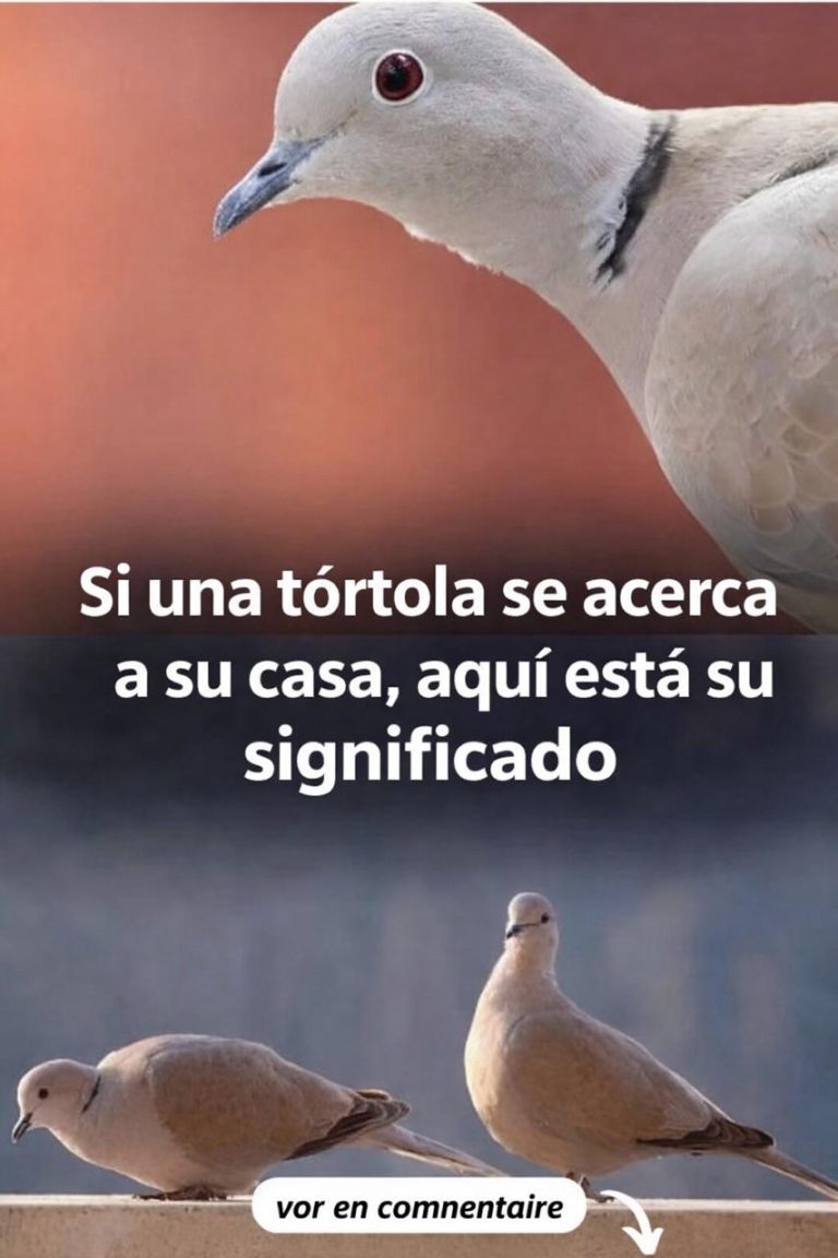 WhatsApp Image 2026 04 17 at 22.11.29 768x1152